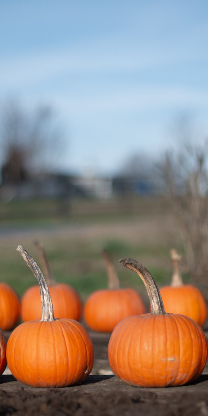 Pumpkins at a rural roadside stand in rows and in a large old wooden barrel.