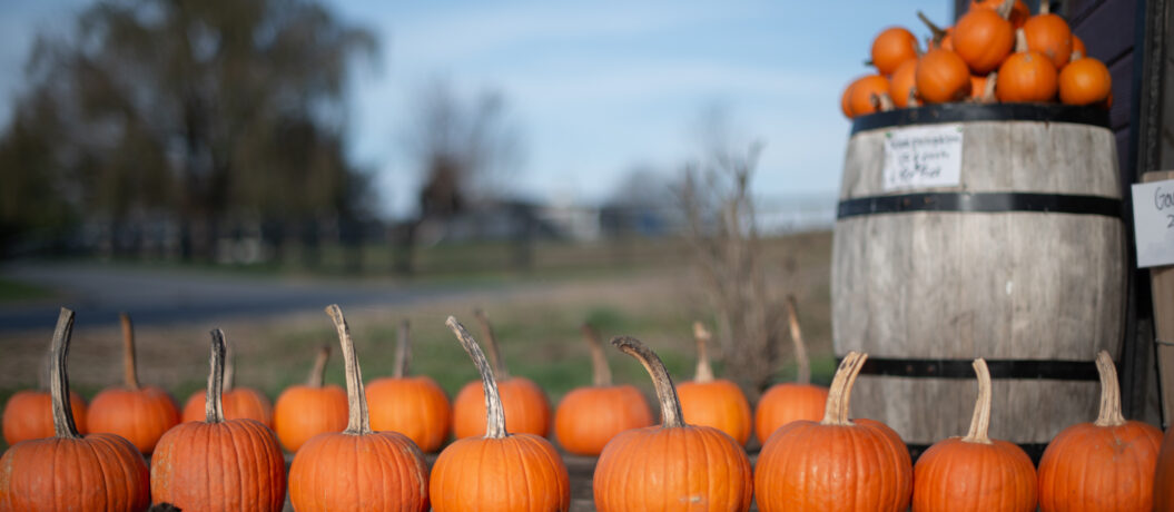 Pumpkins at a rural roadside stand in rows and in a large old wooden barrel.